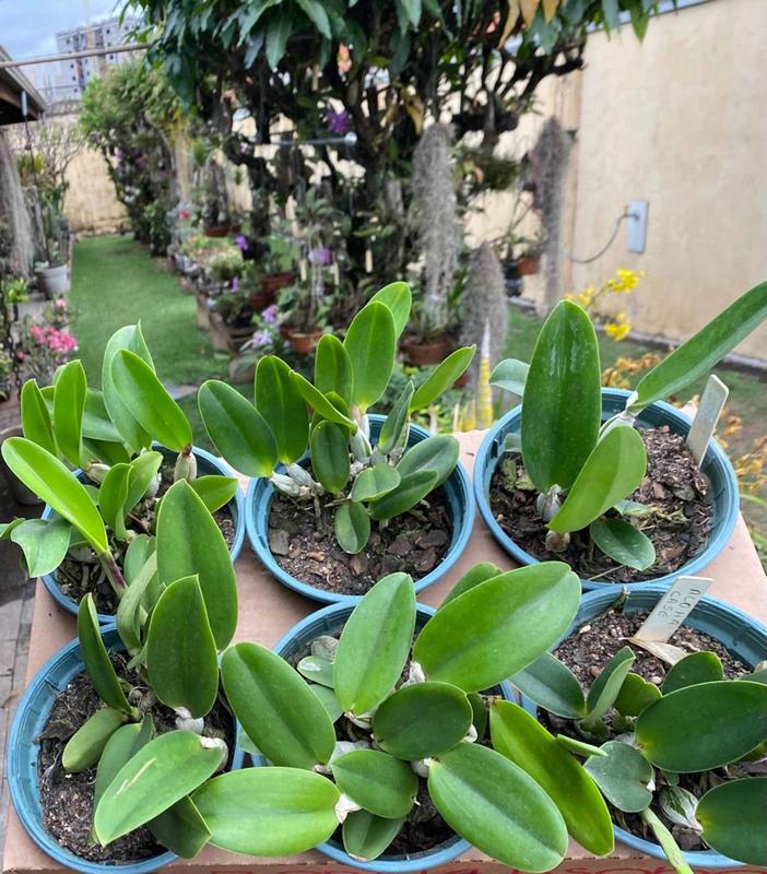 Orquídea Lc. Aloha Case ' Adulta ' Para Colecionador Lindas